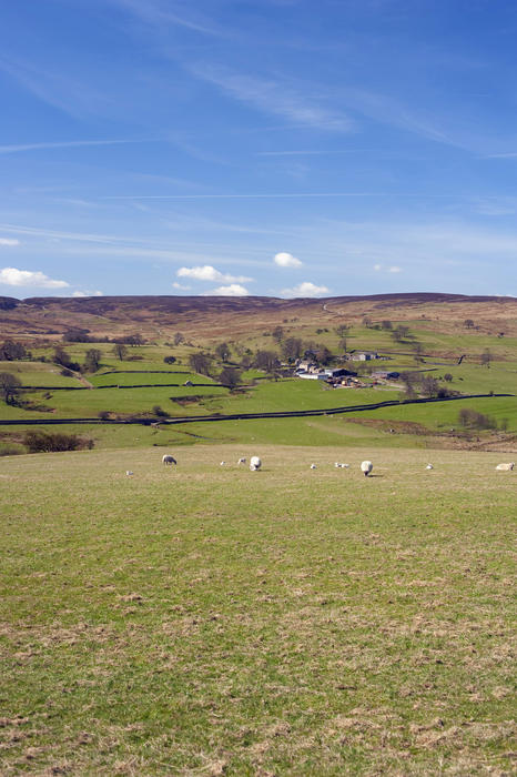 Picturesque pastoral view of sheep grazing near farm buildings in Wensleydale in the Yorkshire Dales near Hawes