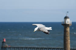 8028   Seagull flying past a lighthouse