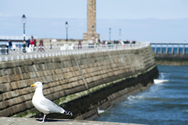 White bird over the blurred West pier background