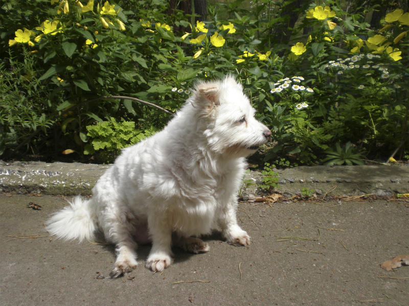 <p>on a background a bed from flowers<br />
flowers yellow and white<br />
green colors<br />
camomiles<br />
spring flowers<br />
horizontal photo<br />
spring<br />
good consecration<br />
dog in a structure<br />
walk near a bed </p>