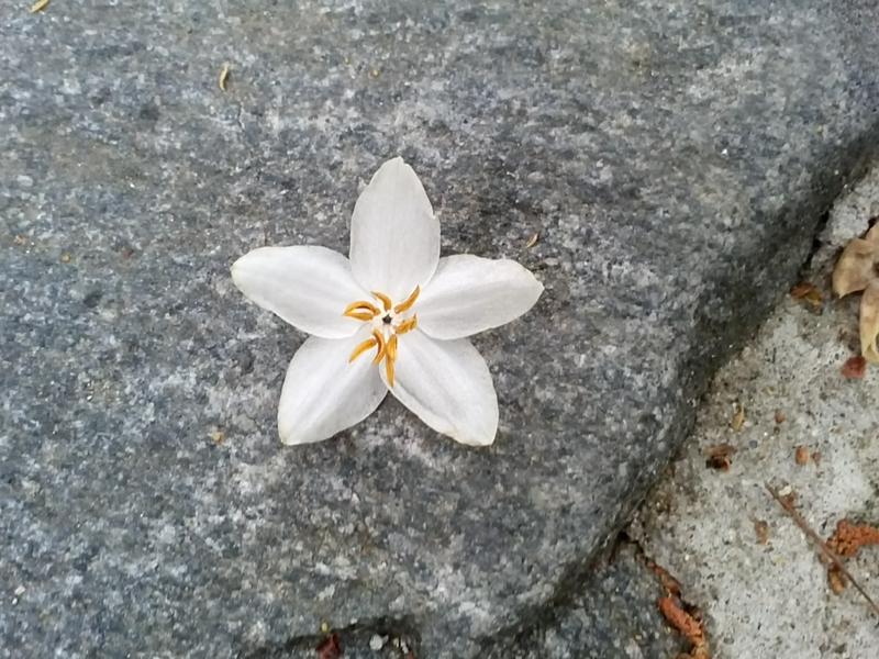 <p>White Flower on a stone background </p>