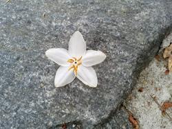 8591   white flower stone