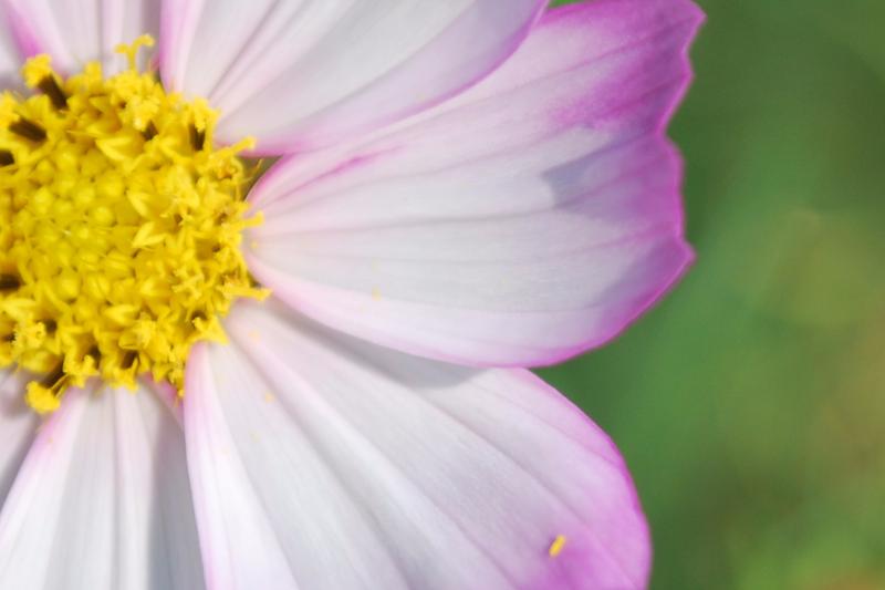 <p>Soft focus: Wild flower</p>