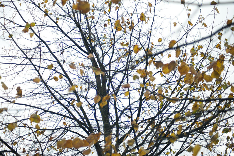 Start of winter concept with a smattering of yellow autumn leaves still clinging to the branches of a tree