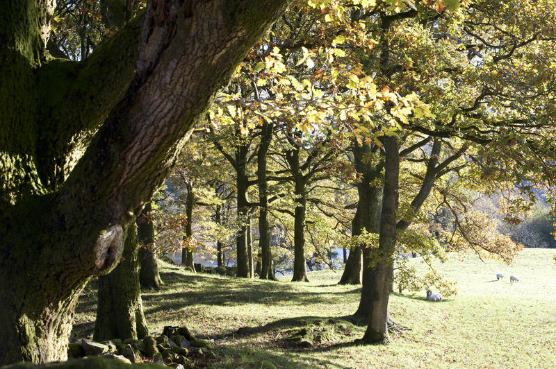 Beautiful tranquil scenic woodland landscape with leafy trees in rolling green fields in spring sunshine