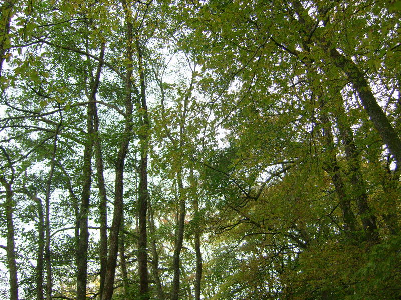 <p>trees in a woodland&nbsp;</p>