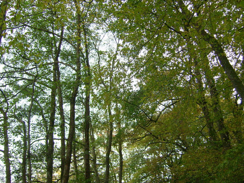 <p>trees in a woodland </p>