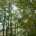 8564   woodland trees