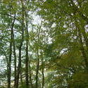 8564   woodland trees