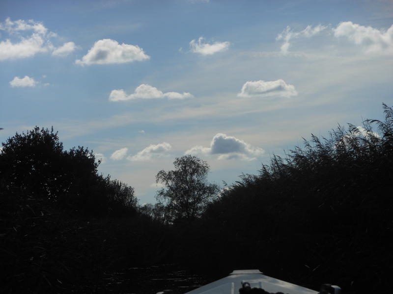 <p>view from a boat on the broads in norfolk uk</p>
