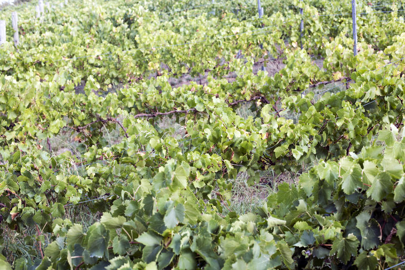 Leafy green grapevines in the vineyards on a winery in Adelaide Hills, South Australia in a close up full frame view