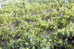17000   Leafy green vineyards in Adelaide Hills