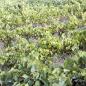 17000   Leafy green vineyards in Adelaide Hills