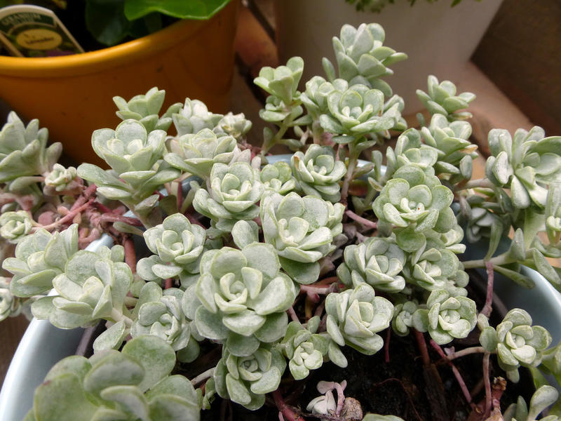 Green whorled decorative foliage on an Aeonium haworthii succulent growing outdoors on a deck in a large round flower pot