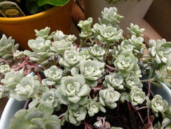 12914   Green whorled decorative foliage on an Aeonium