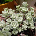 12914   Green whorled decorative foliage on an Aeonium