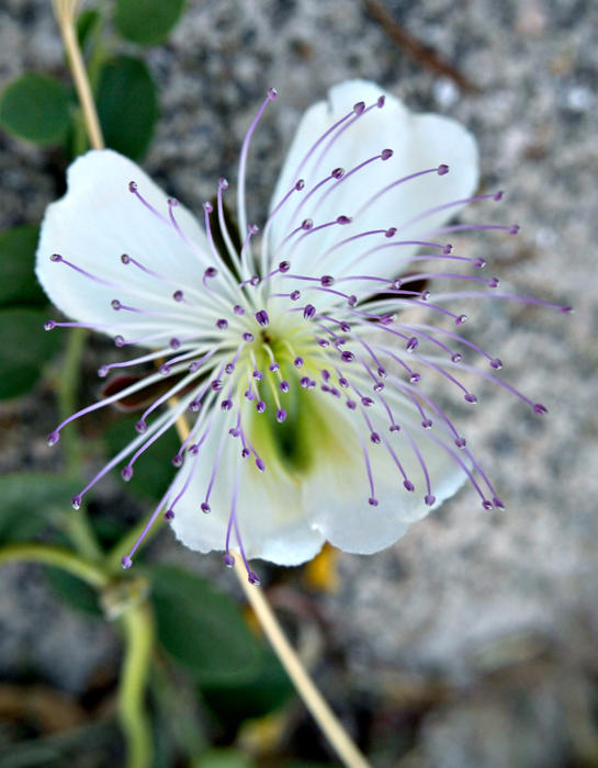 <p>Caper flower.</p>
Caper flower