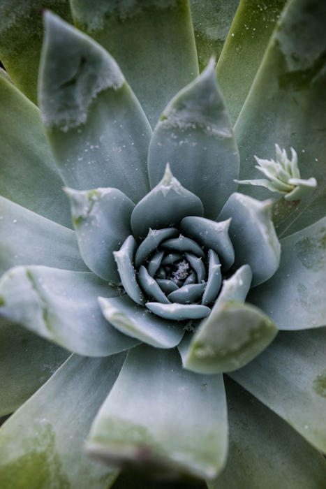 <p>Close up of aloe vera plant</p>
