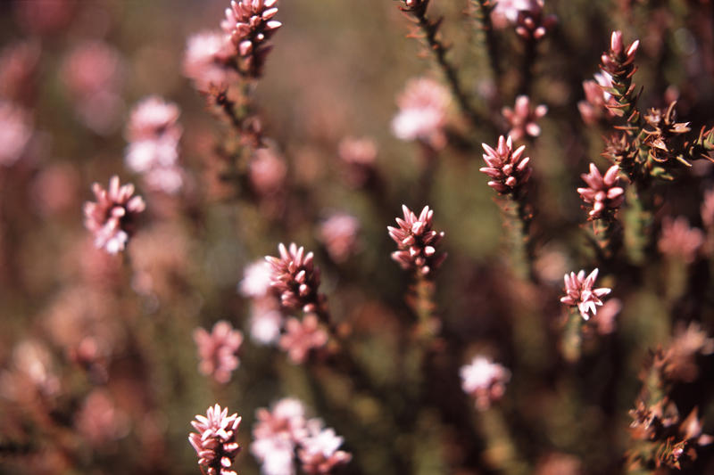 macro image of delicate alpine flowers