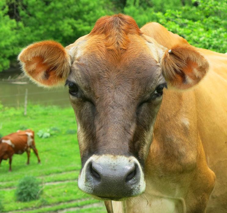 <p>Outstanding in her field. She's a cow, she's pretty and she knows it.</p>