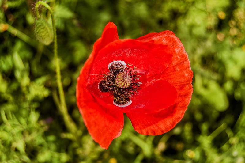 <p>Poppy</p>
Wild poppy.