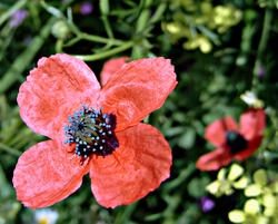 16859   Poppy