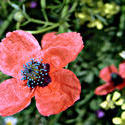 16859   Poppy