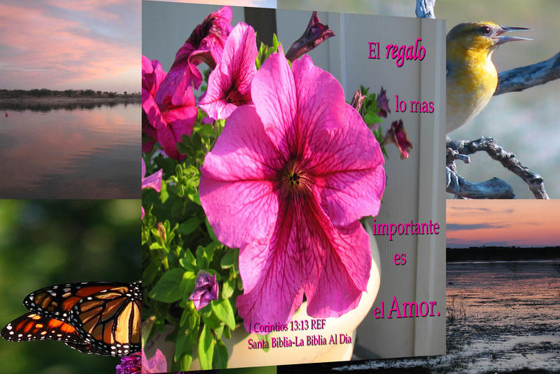 <p>Mom's Petunia, sunset, birds</p>
Mom's Petunia, sunset, birds