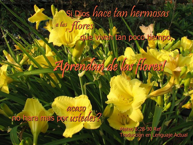 <p>Day Lilies in my sister's garden</p>
Day Lilies in my sister's garden
