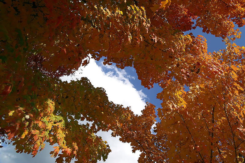 <p>Colorful turning autumn maple foliage is in peak display against a partly cloudy deep blue sky.</p>
<p><a href="http://pinterest.com/michaelkirsh/">http://pinterest.com/michaelkirsh/</a></p>