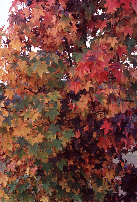 Autumn colorful foliage with the red and yellowed withered leaves of a deciduous tree