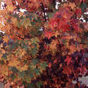 11852   Yellowed withered leaves of a deciduous tree