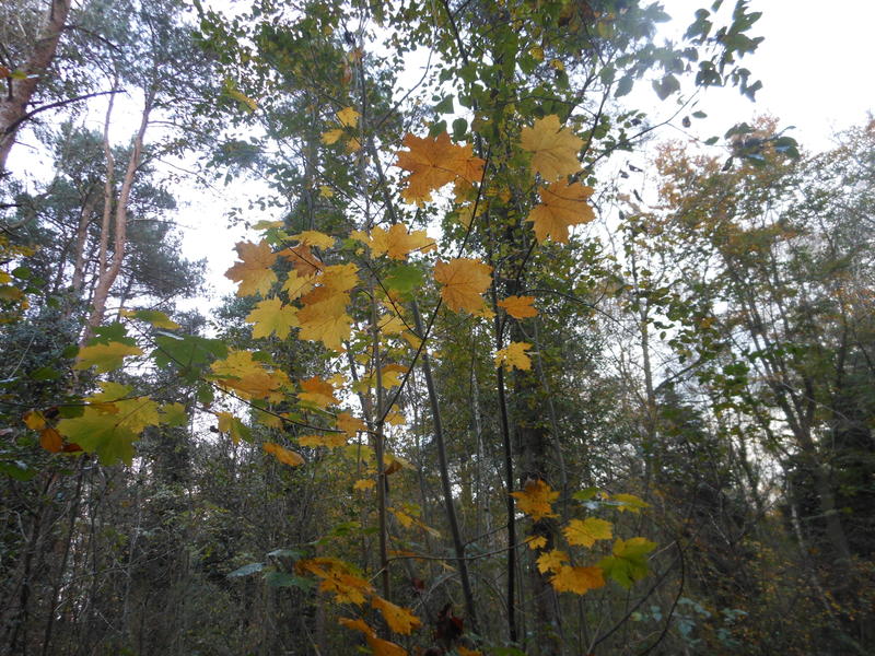 <p>autumn leaves</p>
