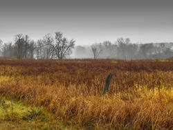 12030   autumn grasses