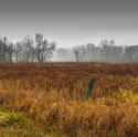 12030   autumn grasses