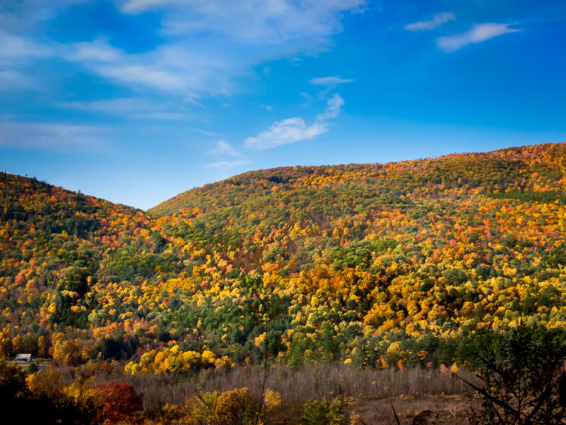 <p>Colorful leaves in Autumn</p>