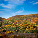 13048   autumn in vermont 1