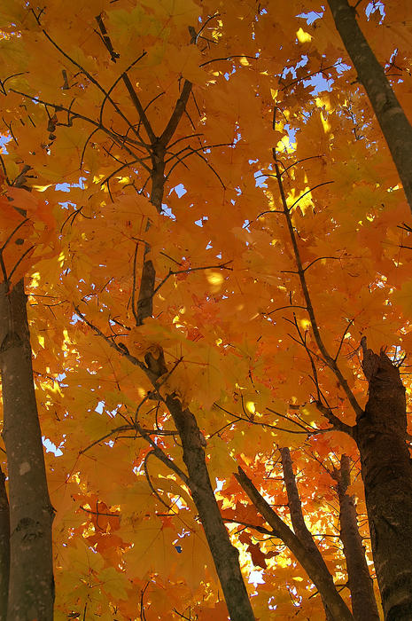 <p>This maple displays its peak fall colors during Autumn where branches intermingle with a plethora of golden and yellow leaves.</p>

<p><a href="http://pinterest.com/michaelkirsh/">http://pinterest.com/michaelkirsh/</a></p>
