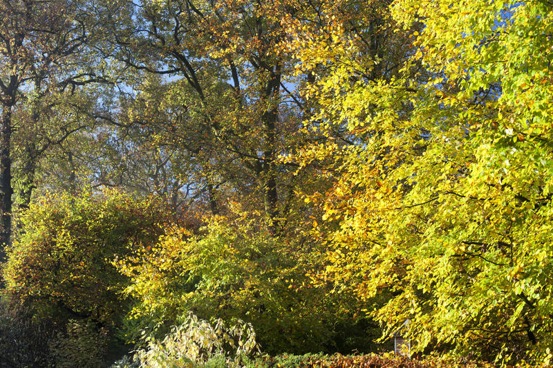 Colorful autumnal forest bathed in sunshine