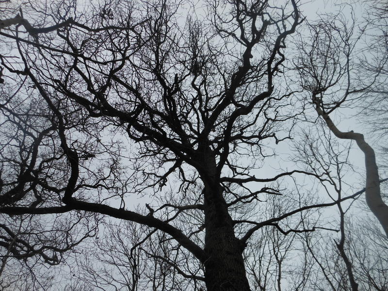 <p>backlit wintery barren tree</p>