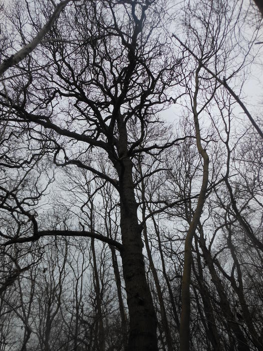 <p>backlit wintery barren tree</p>
