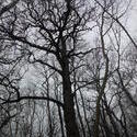 12428   backlit tree 2