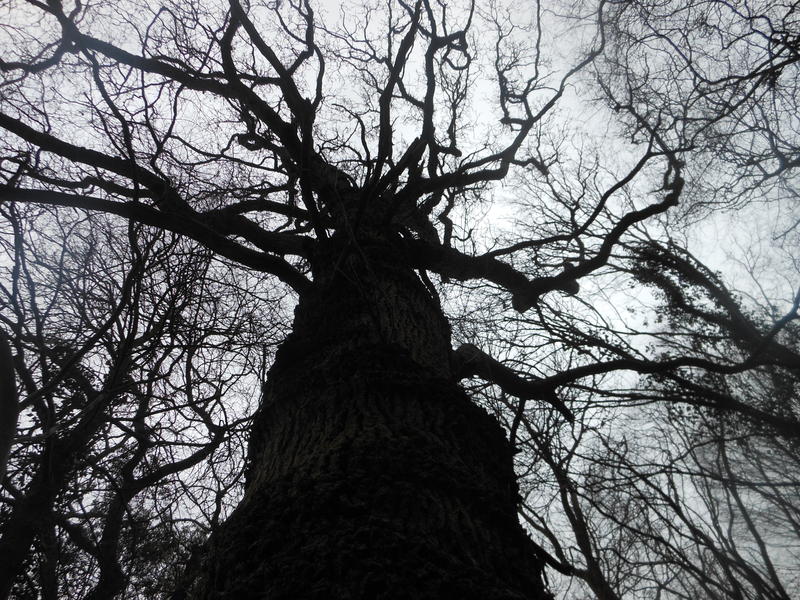 <p>backlit wintery barren tree</p>