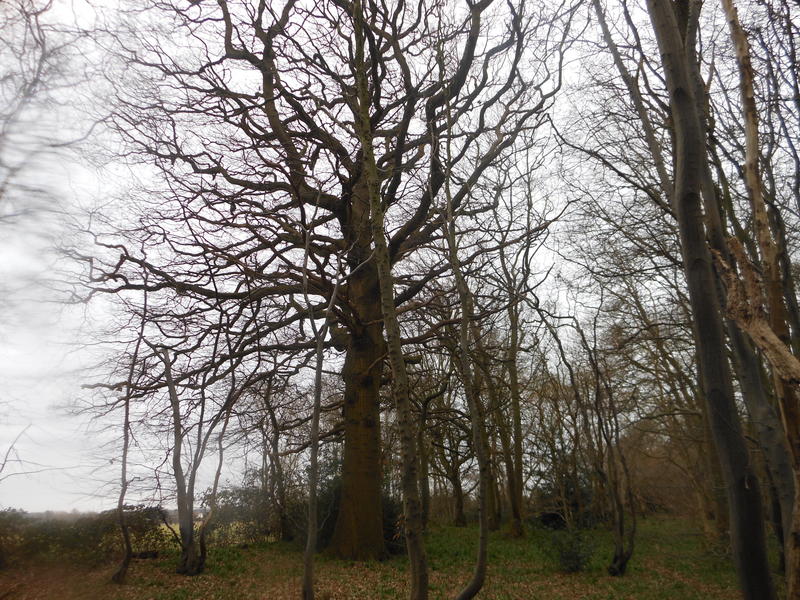 <p>backlit wintery barren tree</p>