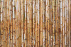 12679   Vertical bamboo poles as fence or background