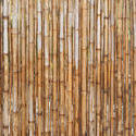 12679   Vertical bamboo poles as fence or background