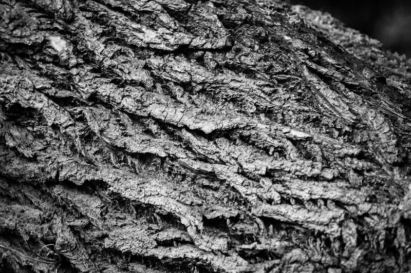 <p>Tree bark in black and white</p>
Tree bark background