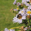 15642   Bee on flower