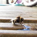 13073   bee having a snack