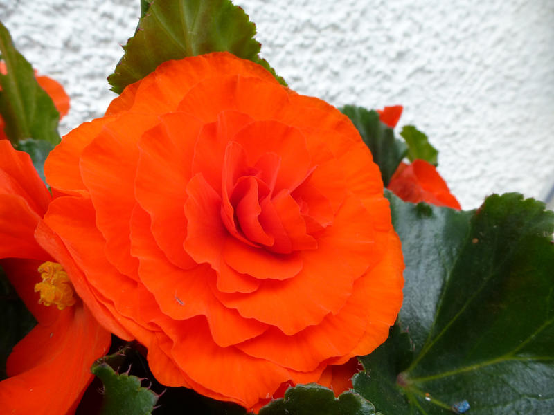 Gorgeous vivid red summer begonia growing on the bush in front of a rough plaster exterior white wall of a house, close up view